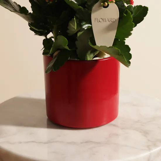 Lovely Pure Red Kalanchoe Plant