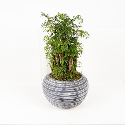 Polyscias Plant | Grey Pot