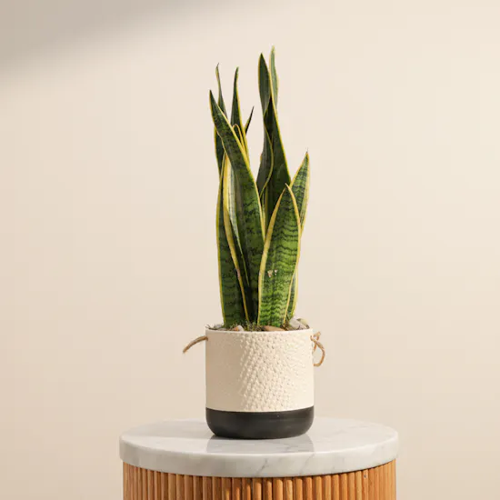 Magical Sansevieria Plant