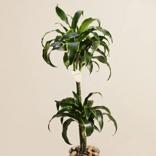 Beauty Dracaena Fragrans Plant