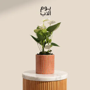 نبات أنثوريوم أبيض متلألئ ليوم الأب