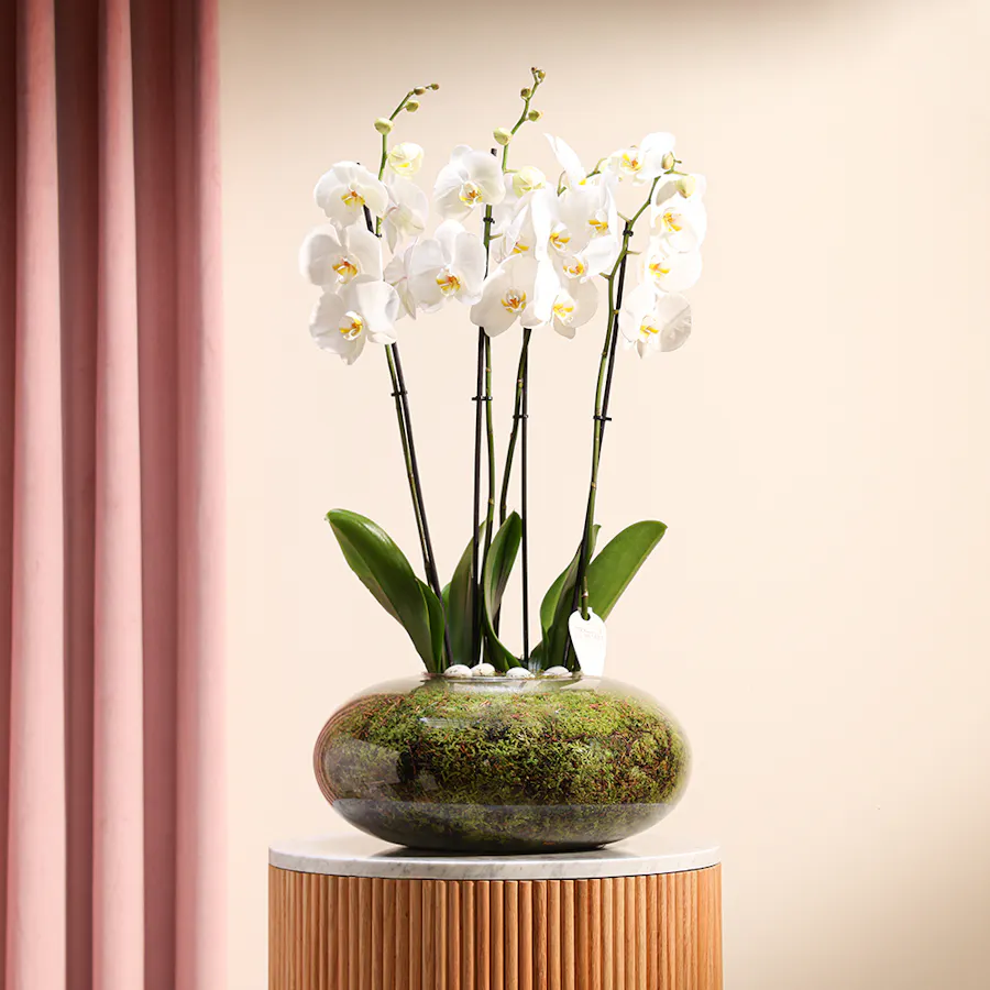 White Orchid Plant | Glass Pot 2