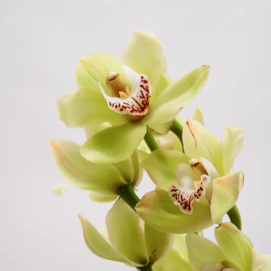 Keramos Studio Sadu Vase | Soft Blooms