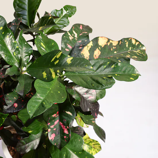 Grand Codiaeum Variegatum Plant