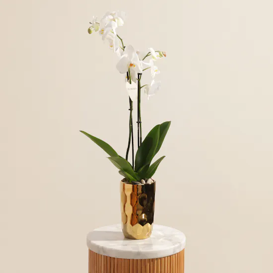 Spark White Orchid Plant