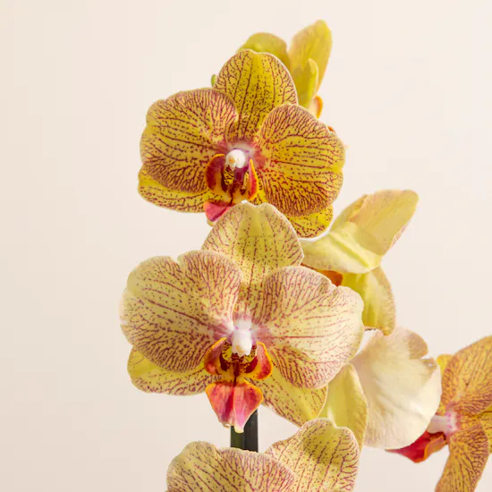 Light Orange Orchid Plant Pot