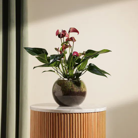 The Purple Anthurium