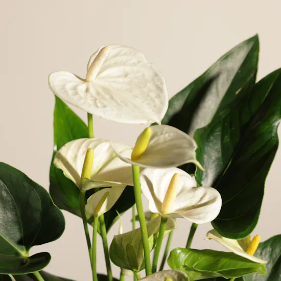 Fancy White Anthurium Plant