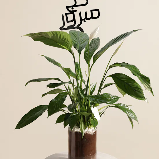 Blessed Hajj Peace Lily Plant