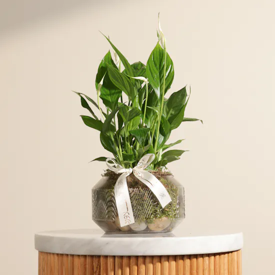 Small Green Spathiphyllum Plant