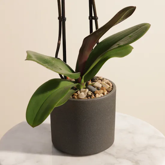 Fancy Purple Phalaenopsis Plant