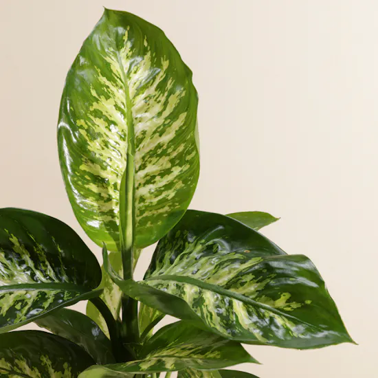 Green Dieffenbachia Plant