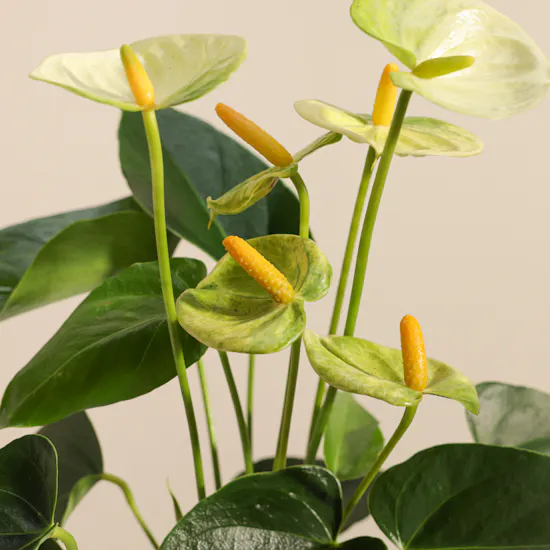Elegant Light Green Anthurium Plant