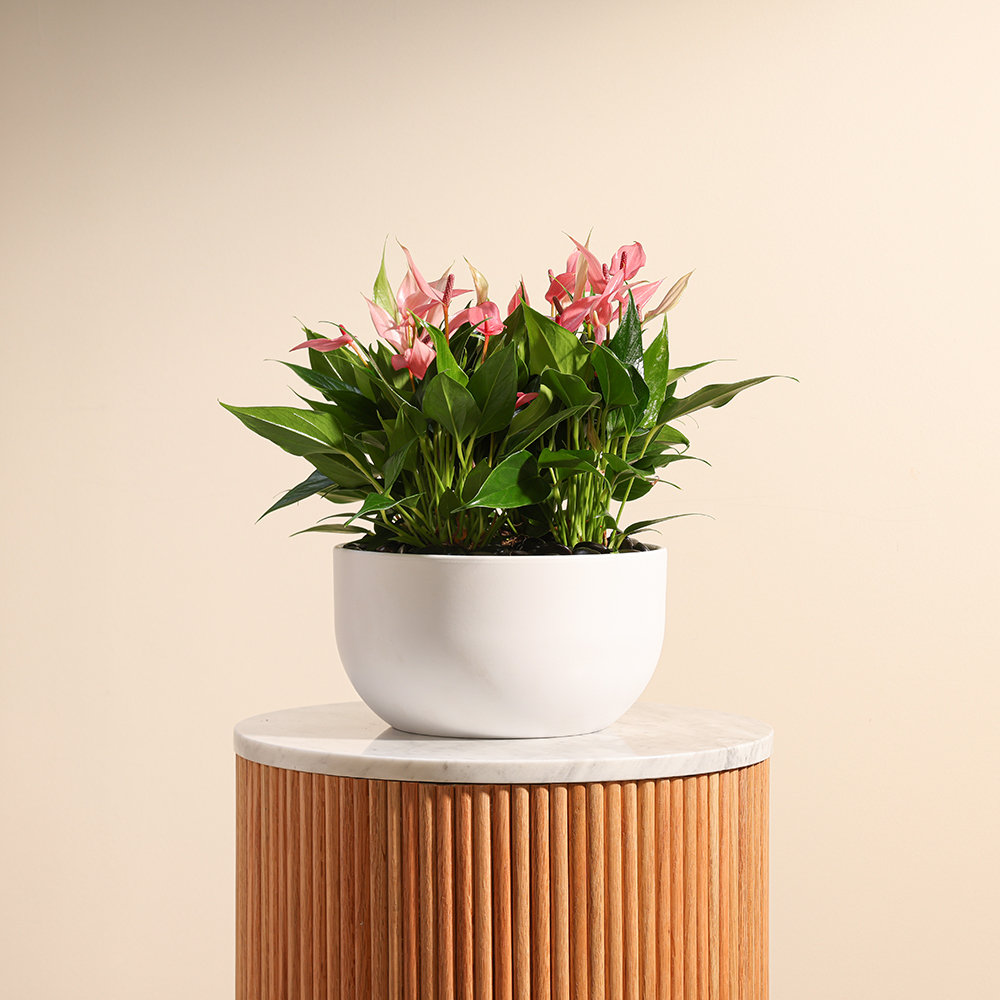 Pink Anthurium Lilly | White Pot