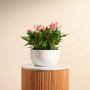 Pink Anthurium Lilly | White Pot Pink Anthurium Lilly | White Pot