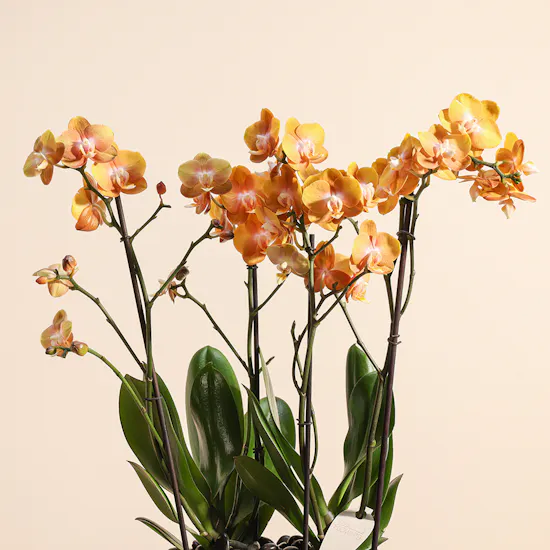 Golden Phalaenopsis Orchid