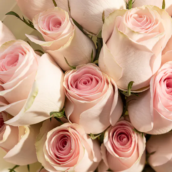 Tender Allure Pink Rose Bouquet | 25 Flowers