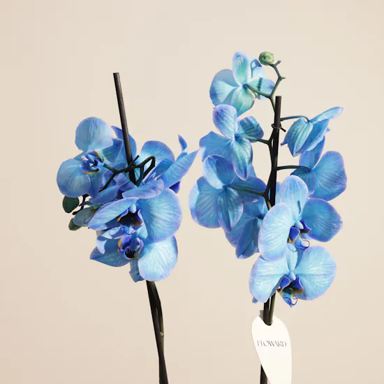 Father's Day Gentle Blue Orchid Plant