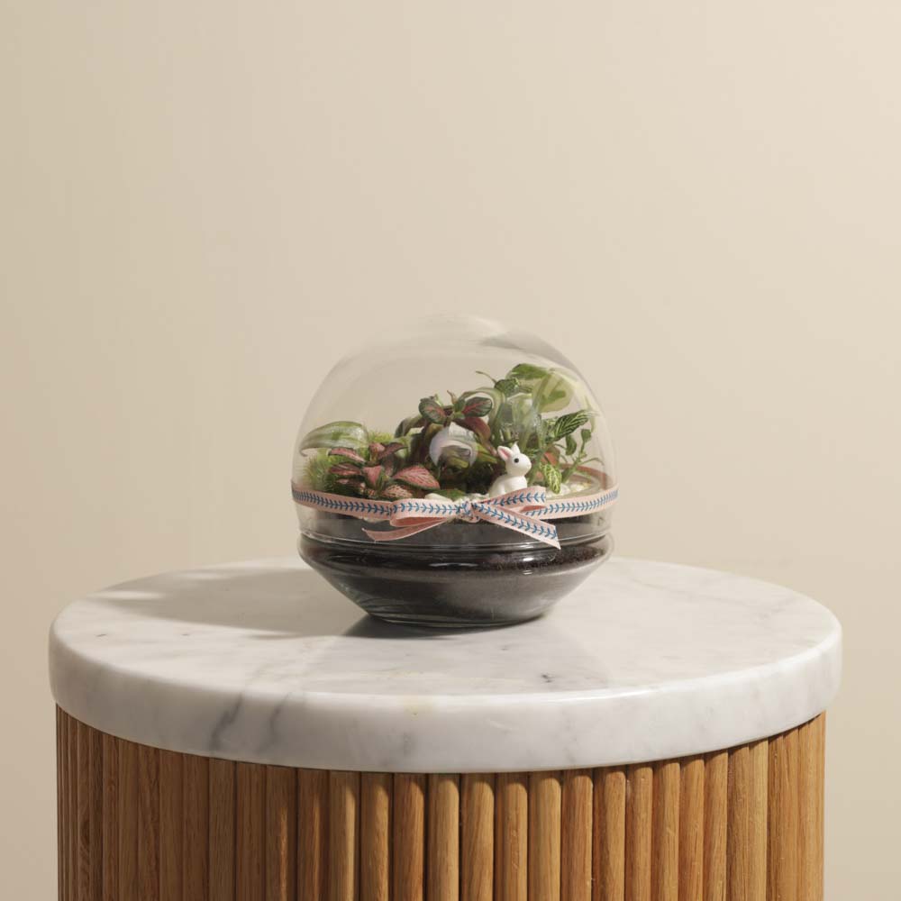 نباتات أستوائية | تيراريوم مغلق