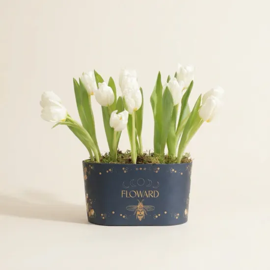 Festive White Tulip Box
