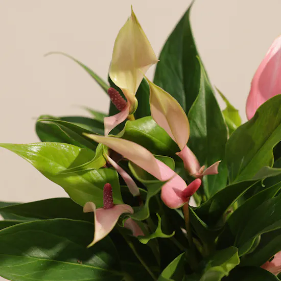 Ladurée Eugenie Box | Magical Plant Pot