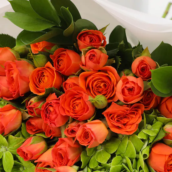 Garden Baby Roses