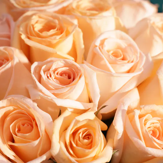 Happiness Roses Bouquet | 25 Roses