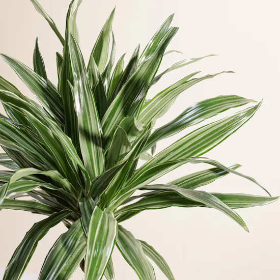 Fancy Big Dracaena Warnecki Plant