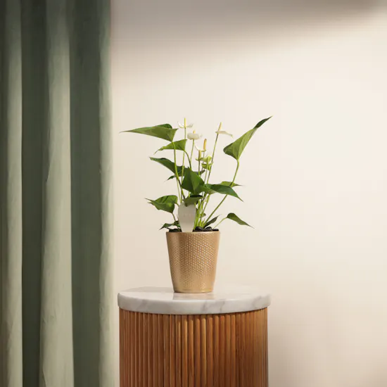 Fancy White Anthurium Plant