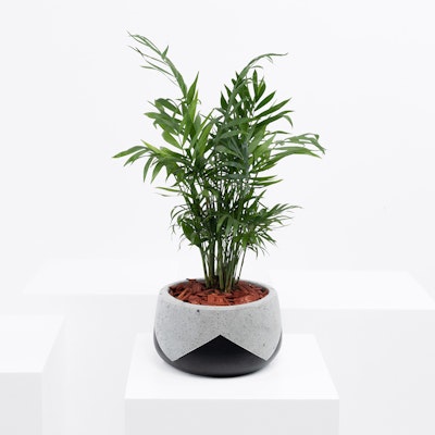 Chamaedorea Elegans