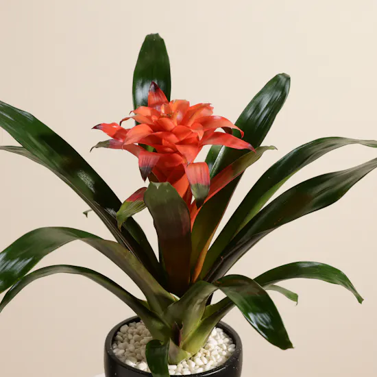 Delicate Orange Guzmania Plant