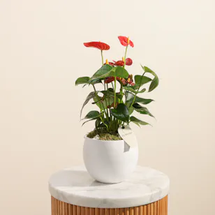 Fancy Red Anthurium Plant 