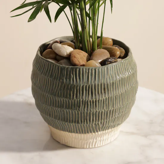 Charming Chamaedorea Palm Plant