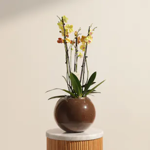 Stunning Yellow and Orange Orchid Plant
