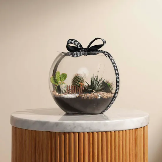 Delightful Mini Desert | Open Terrarium