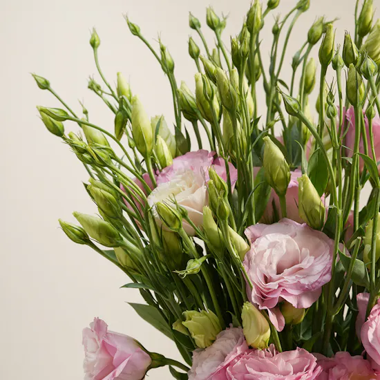 Breeze Pink Eustoma Vase