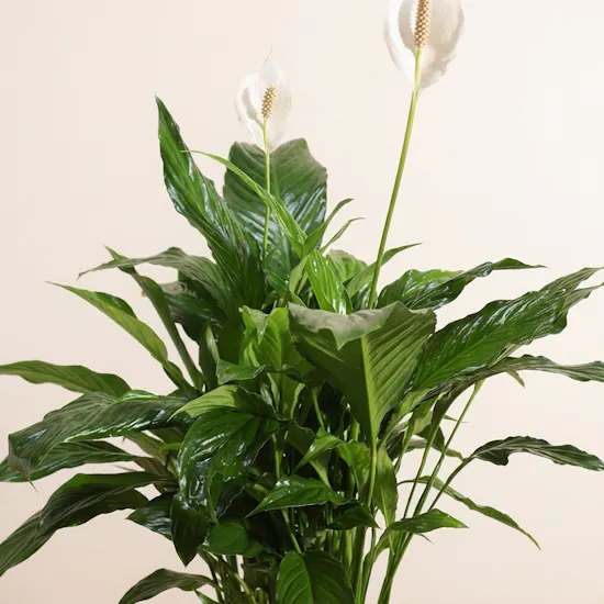 Spathiphyllum Pearl Plant