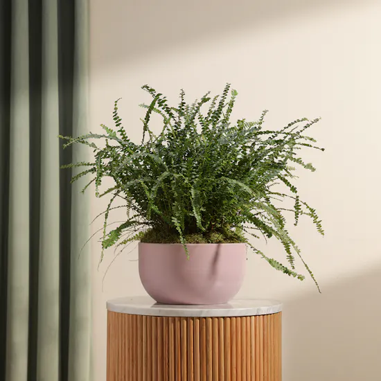 Harmony Greens | Pink Ceramic Pot