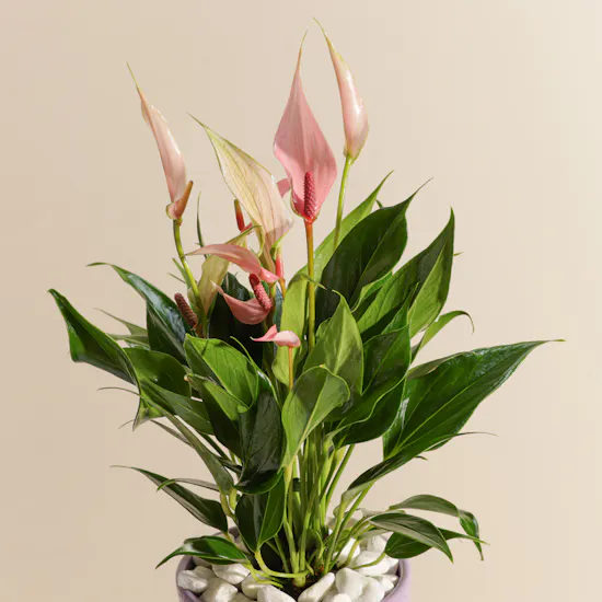 Pink Bliss Anthurium Plant
