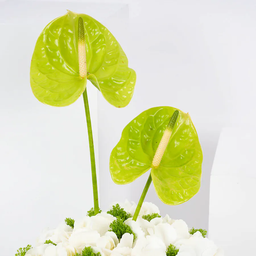 Laviviane Mille Feuille Bites Big Box | Spring Vase 4