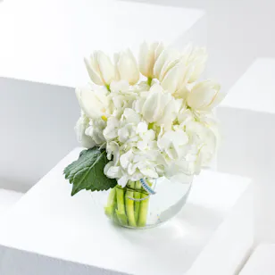 White Tulips 