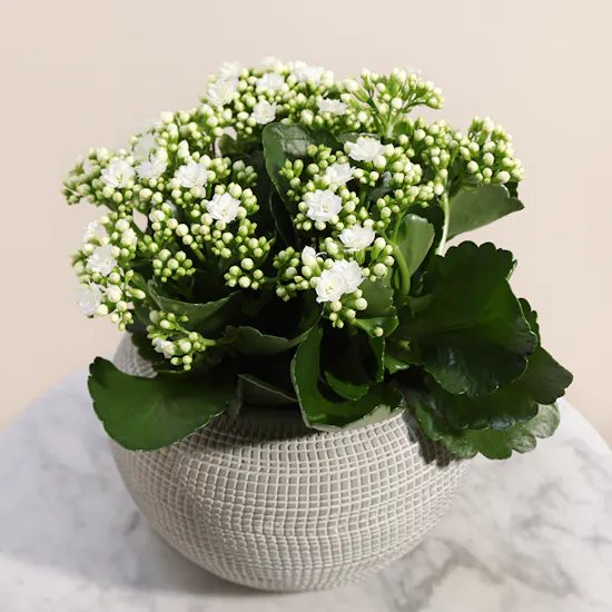 White Kalanchoe