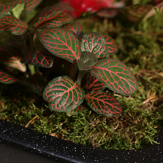 Chic Aglaonema Red Joy and Fittonia Plants