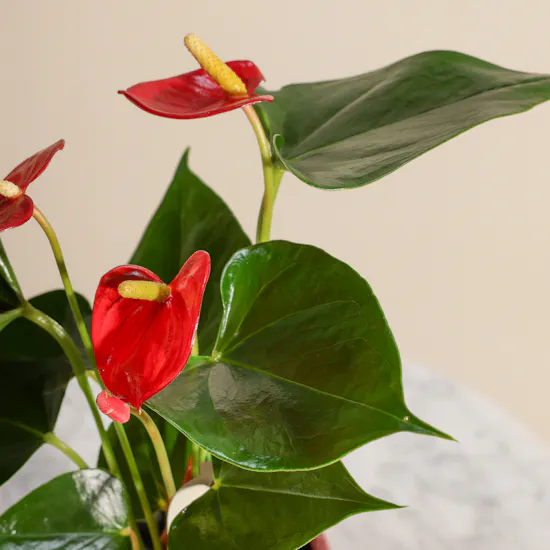 Shiny Red Anthurium Small Plant