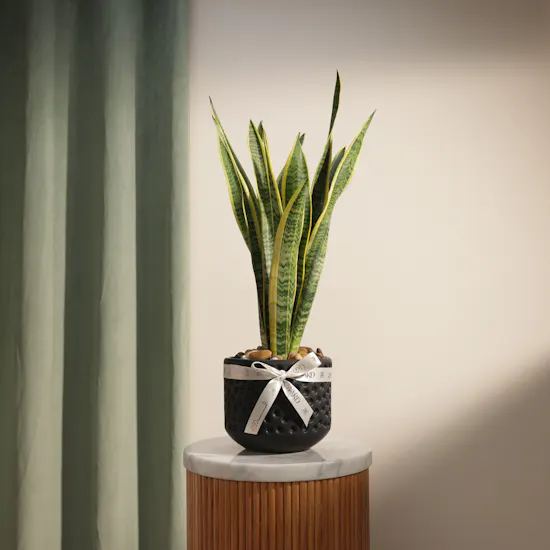 Father's Day Calm Bloom Sansevieria Plant