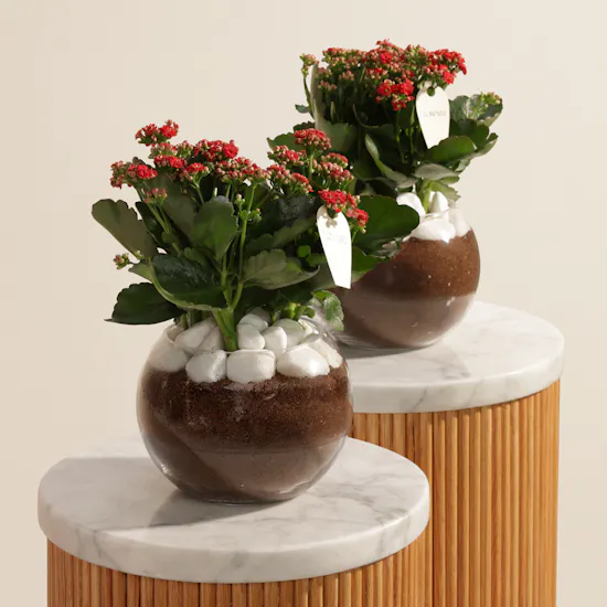 Tranquility Duo Red Kalanchoe Plants Vase