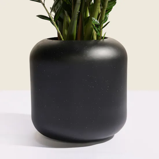Unique Big Zamioculcas Zamiifolia Plant Pot