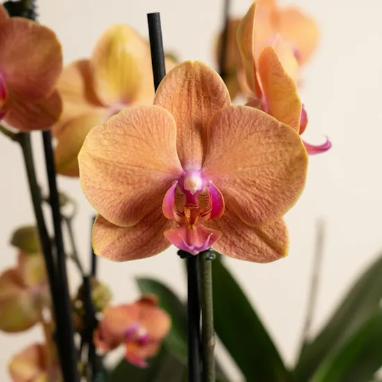 Orange Phalaenopsis Orchid Duet Plants