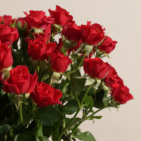 Crimson Promise Red Baby Rose Vase