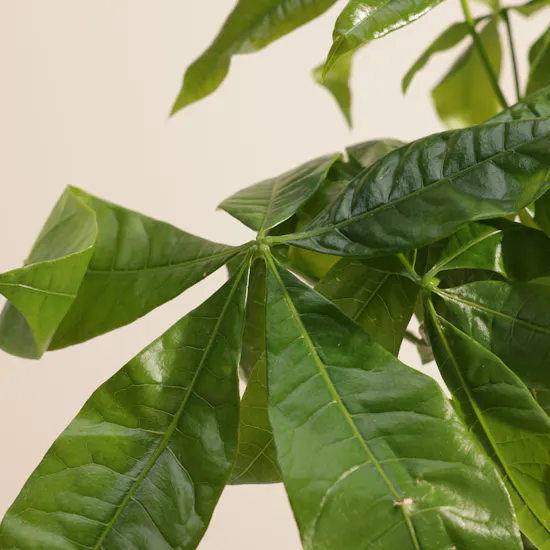 Caribbean Pachira Aquatica Earth Day Plant